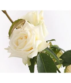 Kletterrosen, Verschiedene Sorten 12 Kletterrosen, Verschiedene Sorten -Gartenpflanzen Verkauf 7800071 PR DE 001 RosenInSortenKletter7LiterKletterroseIlseKrohnDehnerExpressHerzig