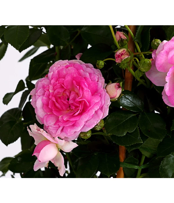 Kletterrosen, Verschiedene Sorten 1 Kletterrosen, Verschiedene Sorten