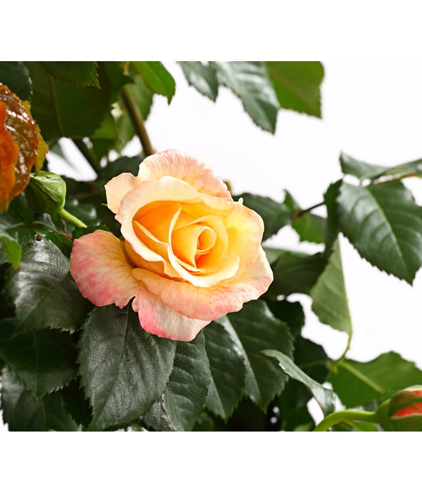 Kletterrosen, Verschiedene Sorten 2 Kletterrosen, Verschiedene Sorten – Bild 2