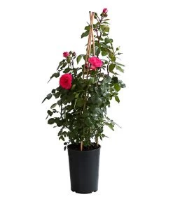 Kletterrosen, Verschiedene Sorten 17 Kletterrosen, Verschiedene Sorten -Gartenpflanzen Verkauf 7800071 PR FS 001 RosenInSortenKletter7LiterKletterroseAntikeDehnerExpressHerzig