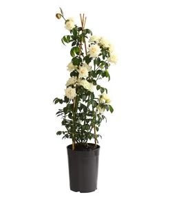 Kletterrosen, Verschiedene Sorten 15 Kletterrosen, Verschiedene Sorten -Gartenpflanzen Verkauf 7800071 PR FS 001 RosenInSortenKletter7LiterKletterroseIlseKrohnDehnerExpressHerzig