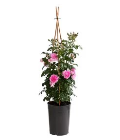 Kletterrosen, Verschiedene Sorten 18 Kletterrosen, Verschiedene Sorten -Gartenpflanzen Verkauf 7800071 PR FS 001 RosenInSortenKletter7LiterKletterroseJasminaDehnerExpressHerzig