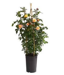 Kletterrosen, Verschiedene Sorten 19 Kletterrosen, Verschiedene Sorten -Gartenpflanzen Verkauf 7800071 PR FS 001 RosenInSortenKletter7LiterKletterroseMoonlightDehnerExpressHerzig