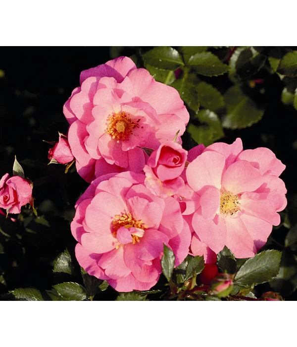 Bodendeckerrose 'Mirato®', Stämmchen 1 Bodendeckerrose 'Mirato®', Stämmchen