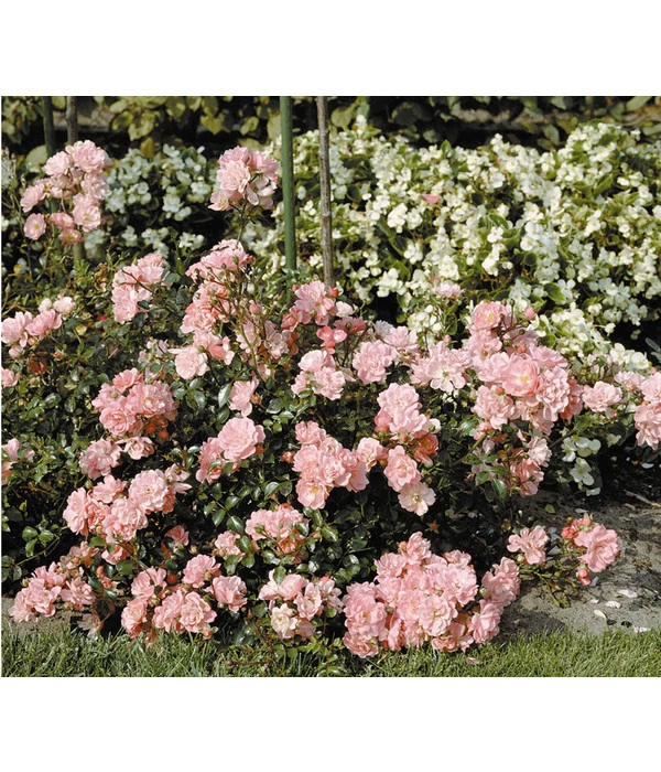 Bodendeckerrose 'Satina®' 2 Bodendeckerrose 'Satina®' – Bild 2