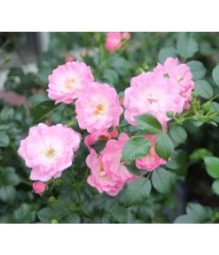 Bodendeckerrose 'Satina®' 5 Bodendeckerrose 'Satina®' -Gartenpflanzen Verkauf 7803133 PR DE 003 BodendeckerroseSatinaTantauRet