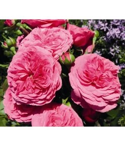 Beetrose 'Baronesse®'