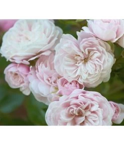 Zwerg-Kletterrose 'Starlet® Alina®' -Gartenpflanzen Verkauf 7803877 PR DE 002 StarletRoseAlinaTantau