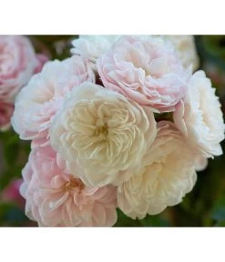 Zwerg-Kletterrose 'Starlet® Alina®'