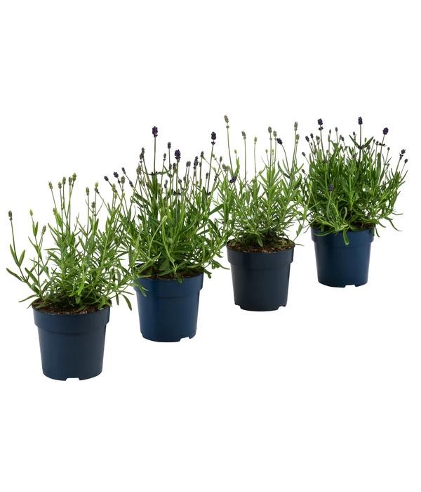 Lavendel-Set Lavendel-Vielfalt, 4-teilig 1 Lavendel-Set Lavendel-Vielfalt, 4-teilig