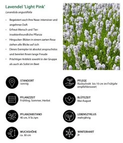 Lavendel-Set Lavendel-Vielfalt, 4-teilig 12 Lavendel-Set Lavendel-Vielfalt, 4-teilig -Gartenpflanzen Verkauf 7805781 WE IG 001 LavendelLightPinkAngustifoliaLightPinkLuckner