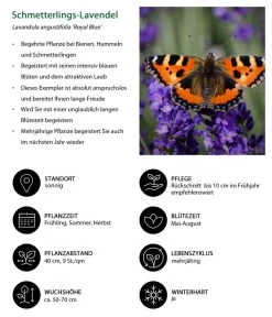 Lavendel-Set Lavendel-Vielfalt, 4-teilig 13 Lavendel-Set Lavendel-Vielfalt, 4-teilig -Gartenpflanzen Verkauf 7805807 WE IG 001 SchmetterlingsLavendel 1