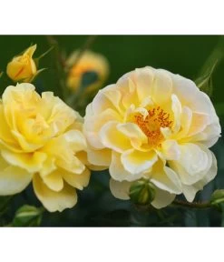 Rosen-Set Insektenfreundlich, 3-teilig -Gartenpflanzen Verkauf 7827108 WE DE 001 RosaRosenpaketBienenweideGelbWubaRosenTantau