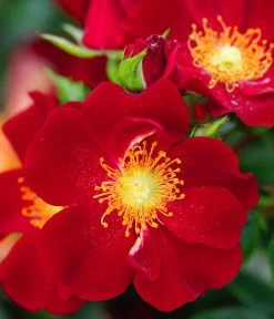 Rosen-Set Insektenfreundlich, 3-teilig -Gartenpflanzen Verkauf 7827108 WE DE 001 RosaRosenpaketBienenweideRotWubaRosenTantau