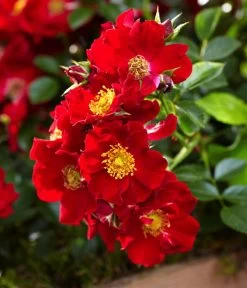 Rosen-Set Insektenfreundlich, 3-teilig -Gartenpflanzen Verkauf 7827108 WE DE 002 RosaRosenpaketBienenweideRotWubaRosenTantau