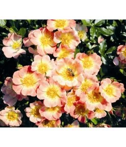 Rosen-Set Insektenfreundlich, 3-teilig -Gartenpflanzen Verkauf 7827108 WE MO 001 RosaRosenpaketBienenweideApricotWubaRosenTantau