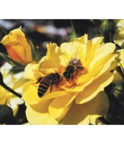 Rosen-Set Insektenfreundlich, 3-teilig -Gartenpflanzen Verkauf 7827108 WE MO 001 RosaRosenpaketBienenweideGelbWubaRosenTantau