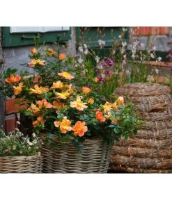 Rosen-Set Insektenfreundlich, 3-teilig -Gartenpflanzen Verkauf 7827108 WE MO 002 RosaRosenpaketBienenweideApricotWubaRosenTantau