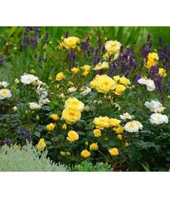 Rosen-Set Insektenfreundlich, 3-teilig -Gartenpflanzen Verkauf 7827108 WE MO 002 RosaRosenpaketBienenweideGelbWubaRosenTantau