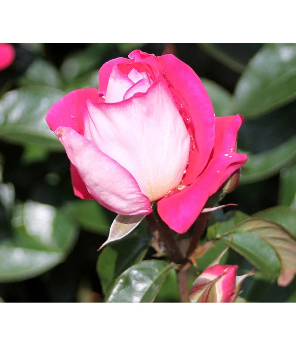 Beetrose 'Heimatmelodie®' 1 Beetrose 'Heimatmelodie®'