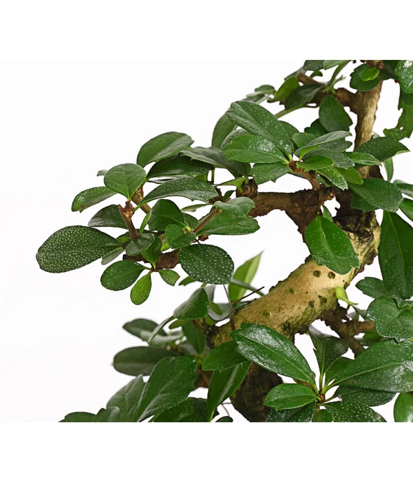 Bonsai Fukientee - Carmona Microphylla, 8 Jahre 3 Bonsai Fukientee - Carmona Microphylla, 8 Jahre – Bild 3