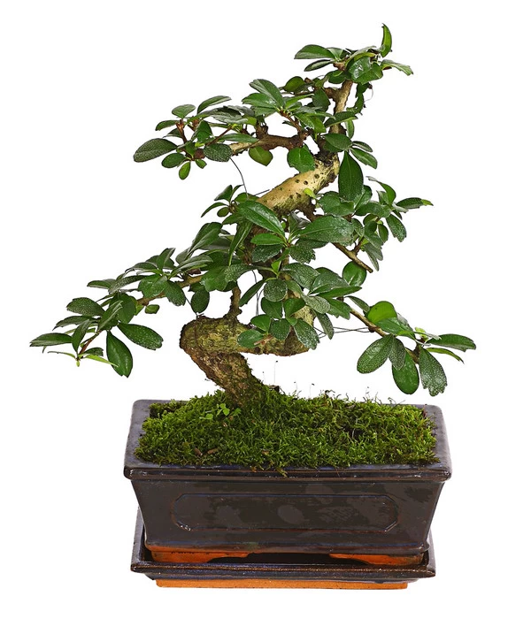 Bonsai Fukientee - Carmona Microphylla, 8 Jahre 1 Bonsai Fukientee - Carmona Microphylla, 8 Jahre