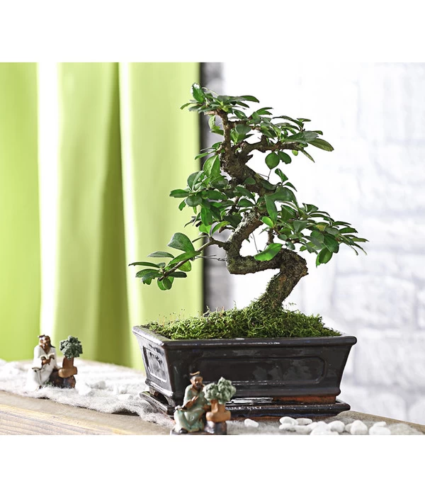 Bonsai Fukientee - Carmona Microphylla, 8 Jahre 2 Bonsai Fukientee - Carmona Microphylla, 8 Jahre – Bild 2