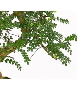 Bonsai Szechuan-Pfeffer - Zanthoxylum Piperitum, 10 Jahre -Gartenpflanzen Verkauf 7977044 WE DE 001 BonsaiSzechuanPfefferZanthoxylumPiperitum10JahreDehnerExpressHerzig