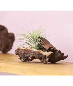 Tillandsien-Arrangement Auf Mopani-Wurzel - Tillandsia Hybride, 2-teilig -Gartenpflanzen Verkauf 7977606 WE MO 001 TIllandsienAufMopaniwurzelS1PflanzeDehnerExpressHerzig