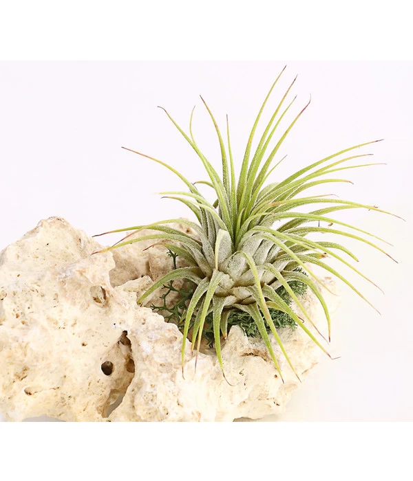 Tillandsien-Arrangement Auf Sansibar Rock - Tillandsia Hybride, 2-teilig 2 Tillandsien-Arrangement Auf Sansibar Rock - Tillandsia Hybride, 2-teilig – Bild 2