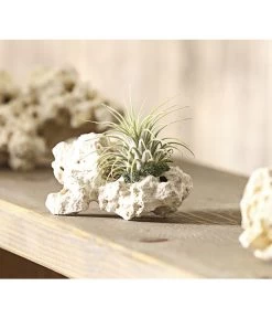 Tillandsien-Arrangement Auf Sansibar Rock - Tillandsia Hybride, 2-teilig 5 Tillandsien-Arrangement Auf Sansibar Rock - Tillandsia Hybride, 2-teilig -Gartenpflanzen Verkauf 7977614 WE MO 001 TIllandsienAufSansibarRockS1PflanzeDehnerExpressHerzig