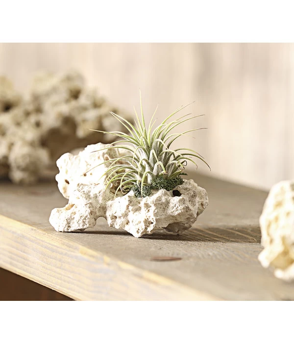 Tillandsien-Arrangement Auf Sansibar Rock - Tillandsia Hybride, 2-teilig 3 Tillandsien-Arrangement Auf Sansibar Rock - Tillandsia Hybride, 2-teilig – Bild 3