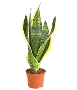 Bogenhanf - Sansevieria Trifasciata