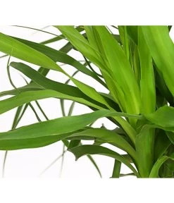 Elefantenfuß - Beaucarnea Recurvarta 7 Elefantenfuß - Beaucarnea Recurvarta -Gartenpflanzen Verkauf 7977754 PR DE 001 BeaucarneaElefantenfussT20StreckeDehnerExpressHerzig