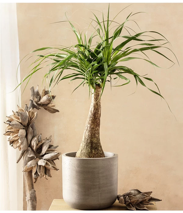 Elefantenfuß - Beaucarnea Recurvarta 2 Elefantenfuß - Beaucarnea Recurvarta – Bild 2