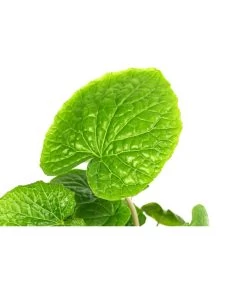 Wasabi -Gartenpflanzen Verkauf 8001513 WE DE 001 WasabiT9