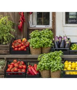 Tomate 'Garance' 9 Tomate 'Garance' -Gartenpflanzen Verkauf 8002578 WE MO 001 BellaItaliaTomatePaprikaBasilikum2021GC04