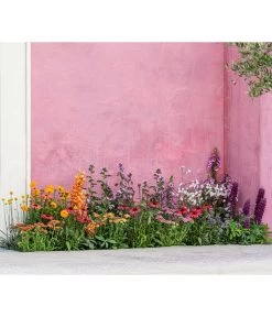 Zwergzinnie, Verschiedene Sorten 11 Zwergzinnie, Verschiedene Sorten -Gartenpflanzen Verkauf 8003071 WE MO 001 AchilleaT19 NaturGarten Sommerstory 2023 04