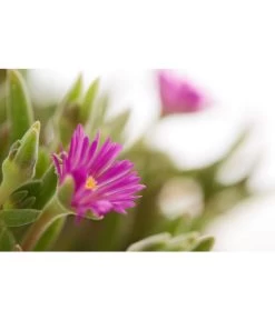 Mittagsblume 'Firespinner' -Gartenpflanzen Verkauf 8003162 PR DE 001 MittagsblumeFirespinnerDelospermaT12DehnerExpressZS