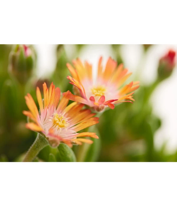 Mittagsblume 'Firespinner' – Bild 6