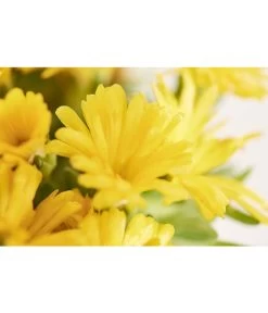 Mittagsblume 'Firespinner' -Gartenpflanzen Verkauf 8003162 PR DE 003 MittagsblumeFirespinnerDelospermaT12DehnerExpressZS