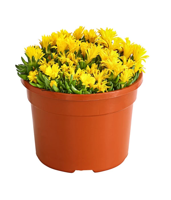 Mittagsblume 'Firespinner'