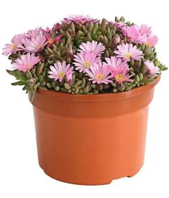 Mittagsblume 'Firespinner' -Gartenpflanzen Verkauf 8003162 WE FS 002 DelospermaFirespinnerMittagsblumeFirespinnerT12DehnerExpressHerzig