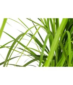 Gartenpflanzen Verkauf -Gartenpflanzen Verkauf 8006181 WE DE 001 PampasgrasRoseaT19