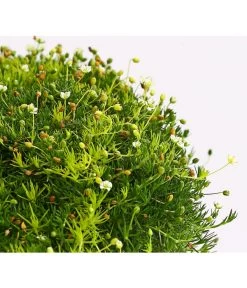 Sternmoos-Duo -Gartenpflanzen Verkauf 8007429 WE DE 001 SaginaDehnerExpressHerzig