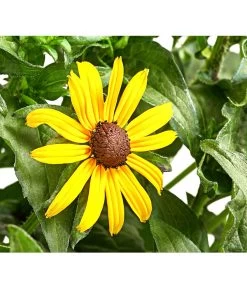 Sonnenhut 'Goldsturm'