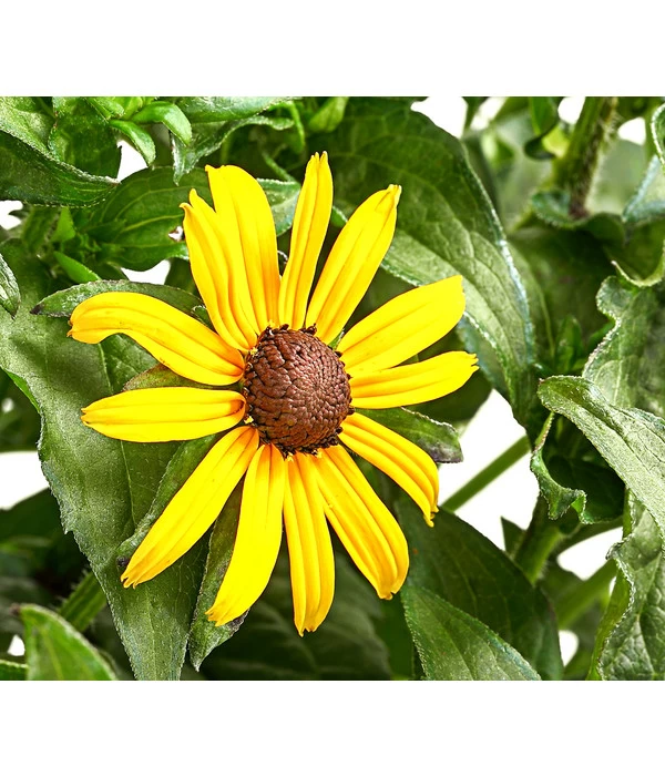 Sonnenhut 'Goldsturm' 1 Sonnenhut 'Goldsturm'