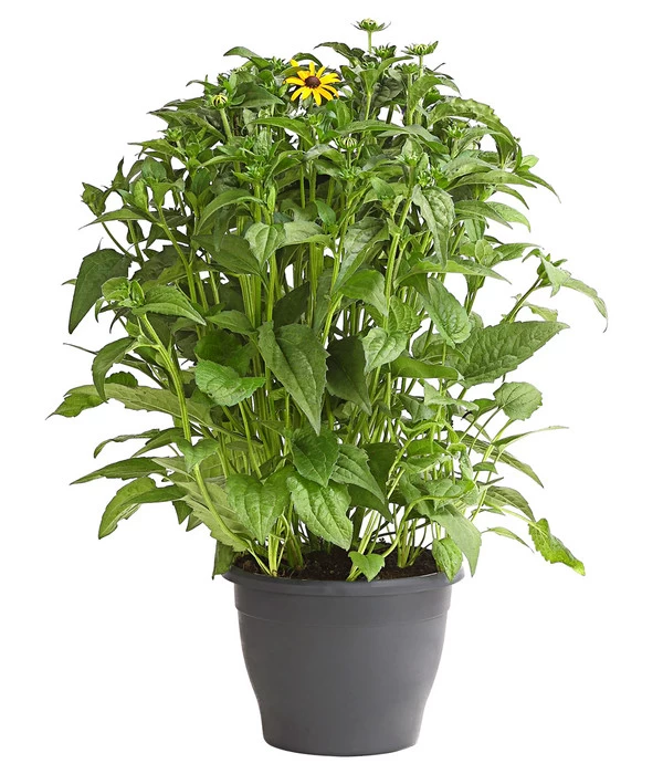 Sonnenhut 'Goldsturm' 2 Sonnenhut 'Goldsturm' – Bild 2