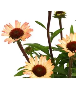Sonnenhut - Scheinsonnenhut 'Mistral' 31 Sonnenhut - Scheinsonnenhut 'Mistral' -Gartenpflanzen Verkauf 8012650 WE DE 001 EchinaceaDehnerExpressHerzig