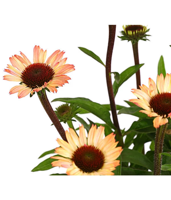 Sonnenhut - Scheinsonnenhut 'Mistral' 14 Sonnenhut - Scheinsonnenhut 'Mistral' – Bild 14